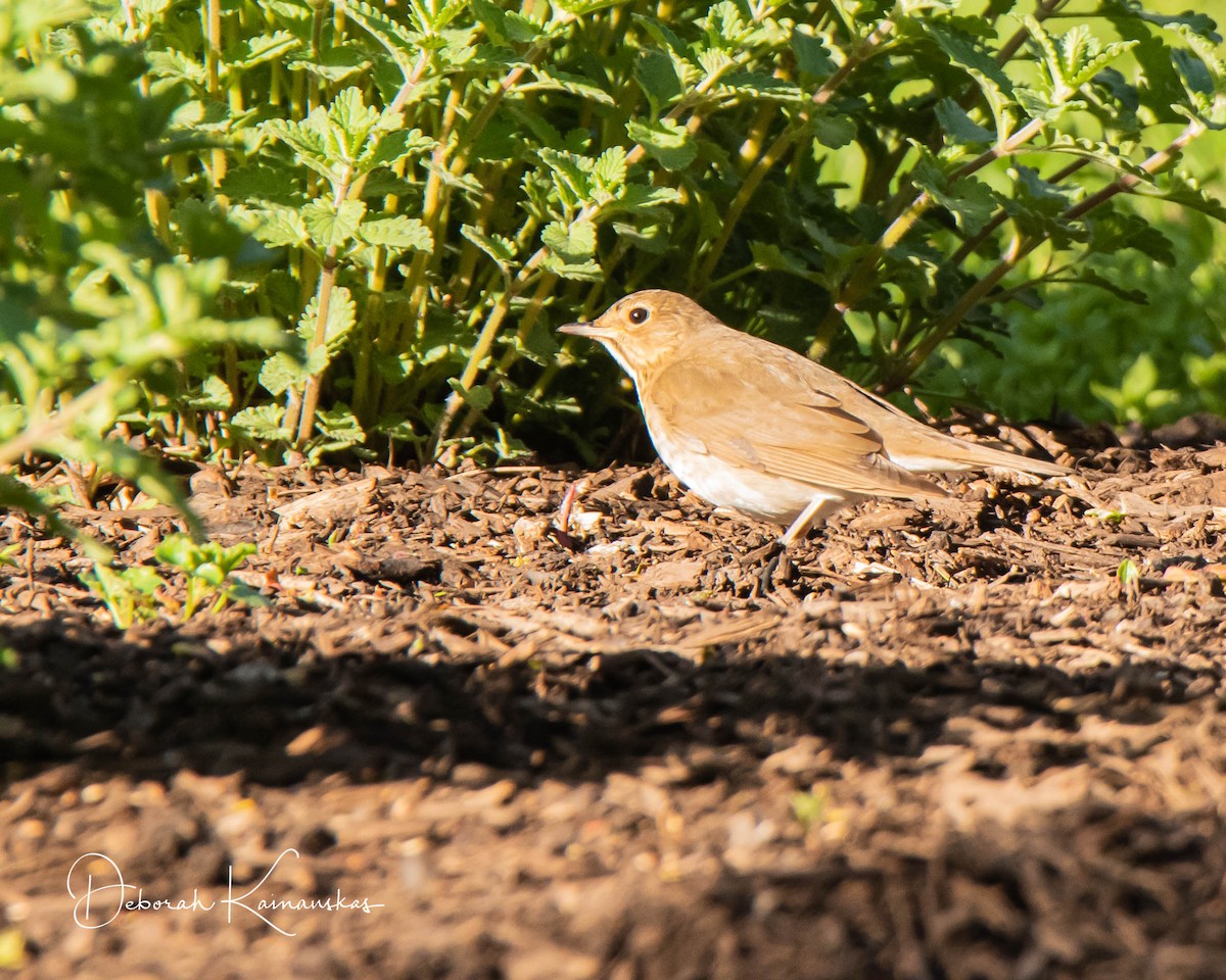 Veery - ML448567101