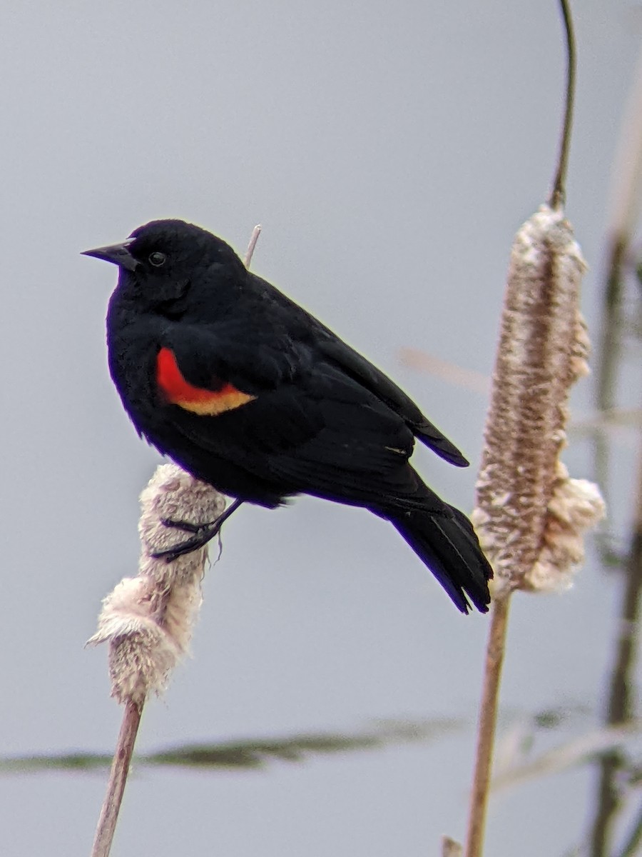 Red-winged Blackbird - ML448567931