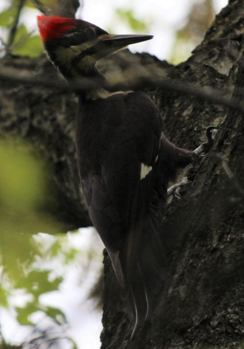 Pileated Woodpecker - Jenny Rogers