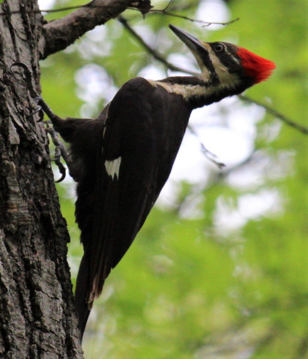 Pileated Woodpecker - Jenny Rogers