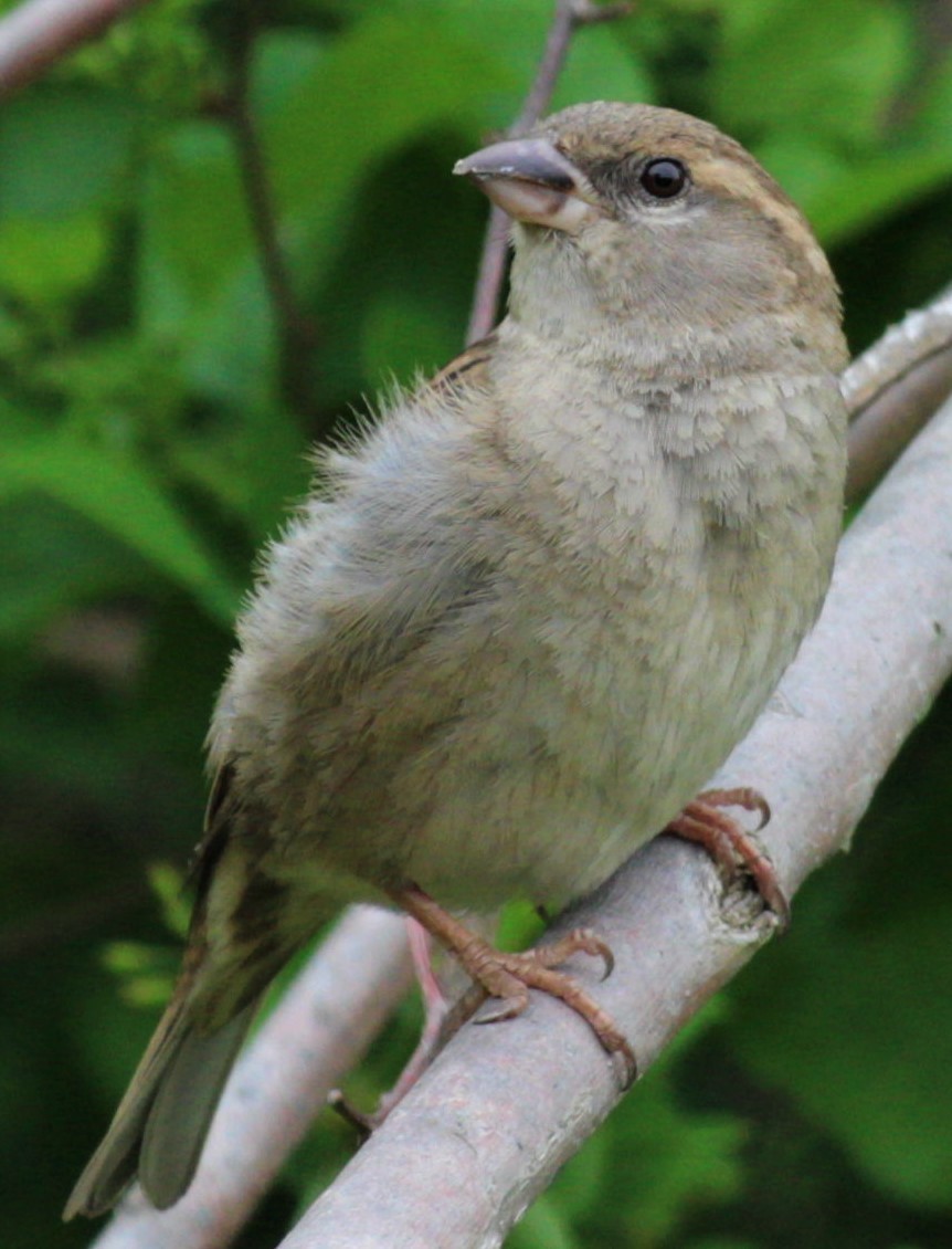 House Sparrow - ML448568441