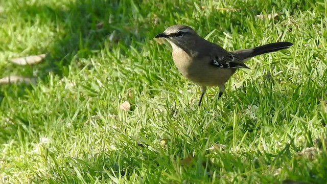 Patagonian Mockingbird - ML448568771