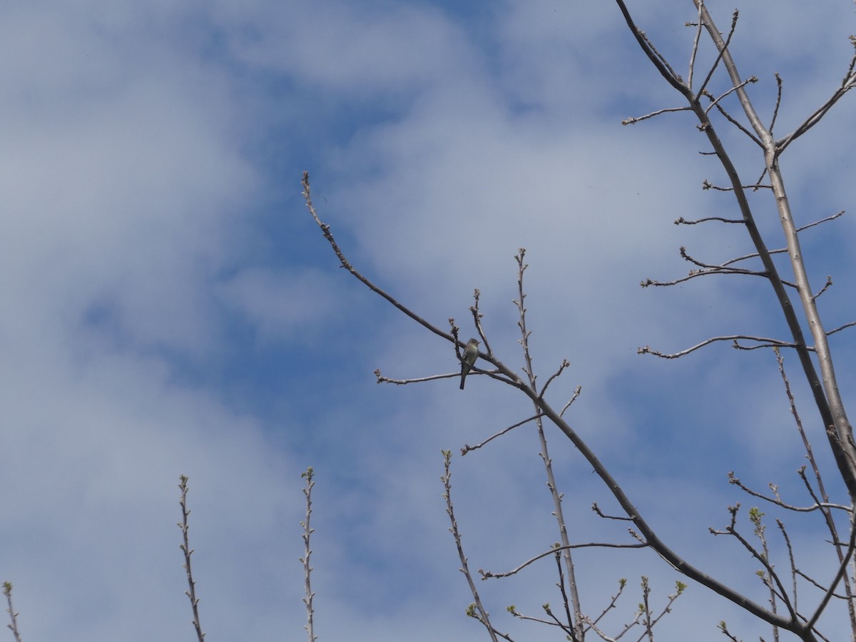 Eastern Wood-Pewee - ML448569941