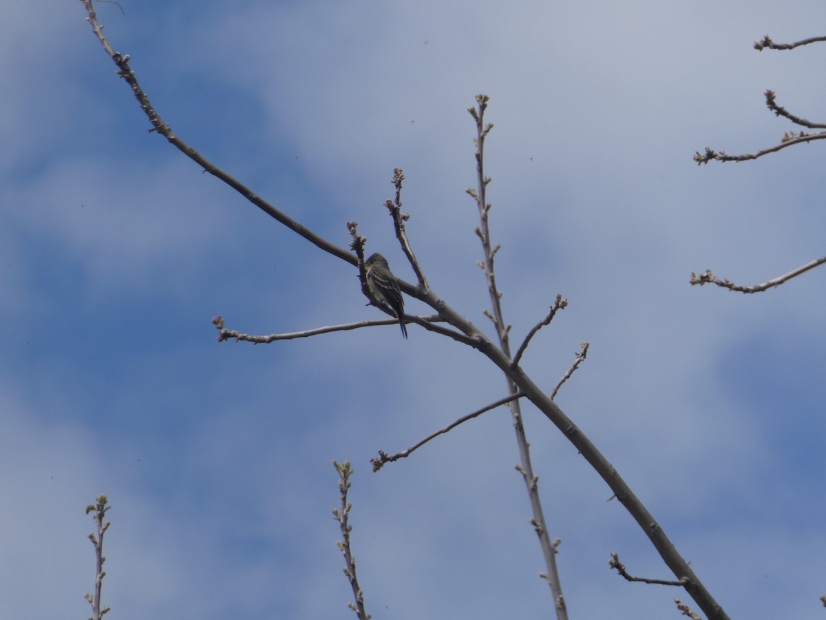 Eastern Wood-Pewee - ML448570051