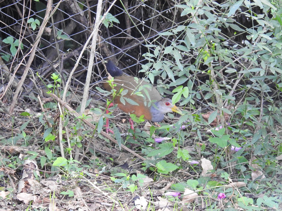 Gray-cowled Wood-Rail - ML448570201