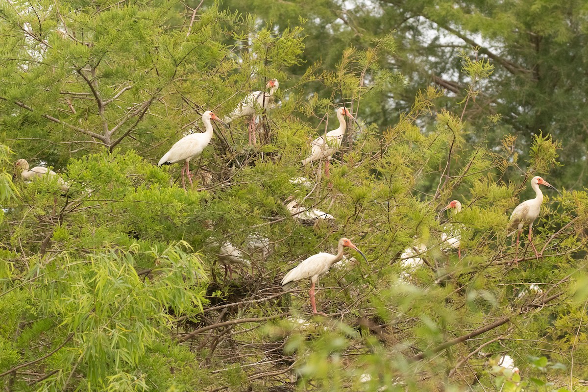 ibis bílý - ML448570531