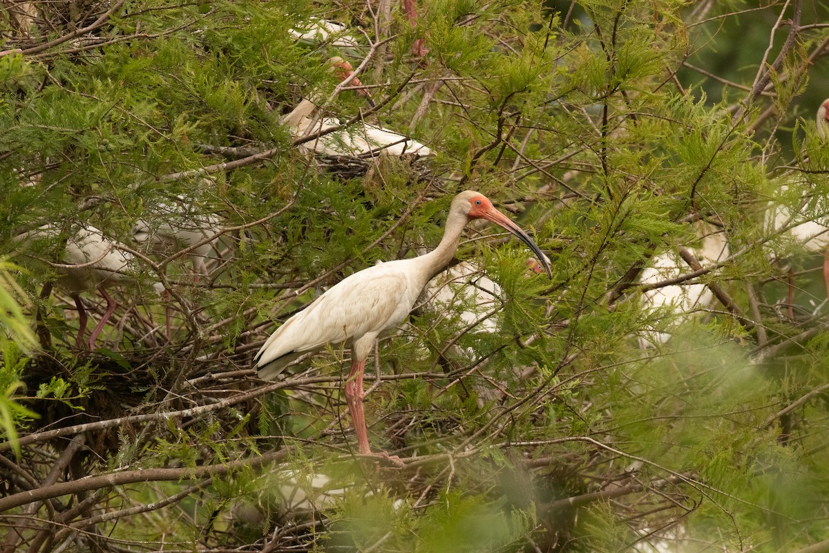ibis bílý - ML448570541