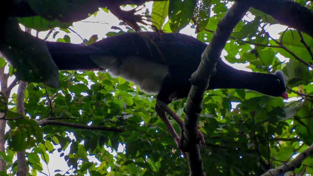 Helmeted Curassow - ML448571791