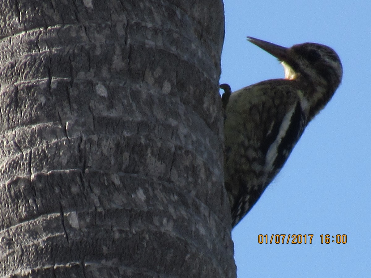 Yellow-bellied Sapsucker - ML44857241