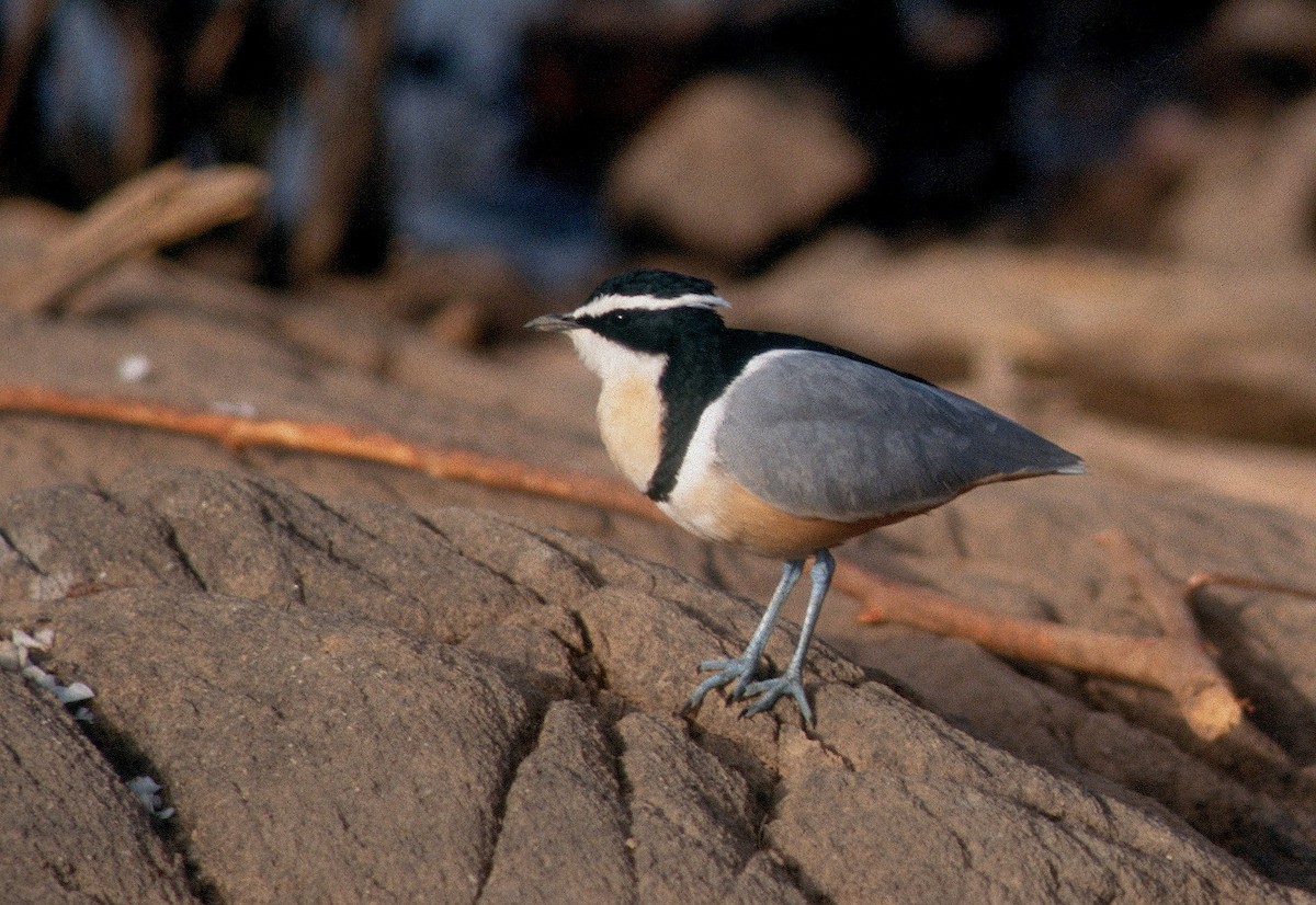 Egyptian Plover - Vincent Rufray