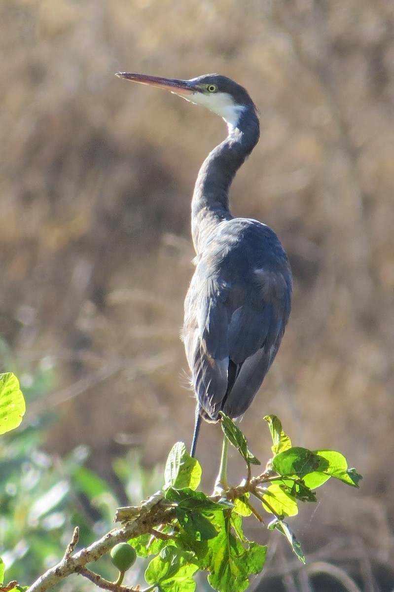 Western Reef-Heron - ML44857321