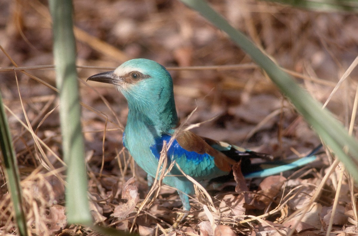 Abyssinian Roller - Vincent Rufray