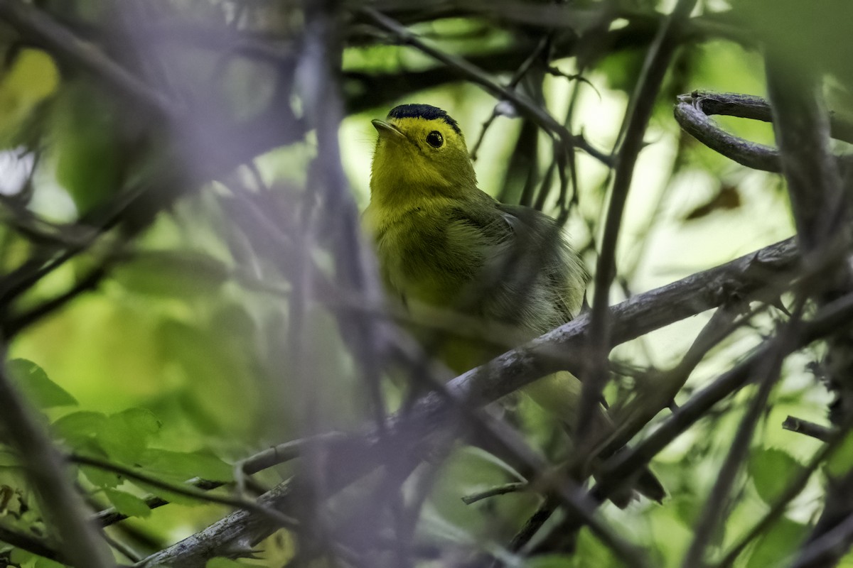 Wilson's Warbler - ML448573831