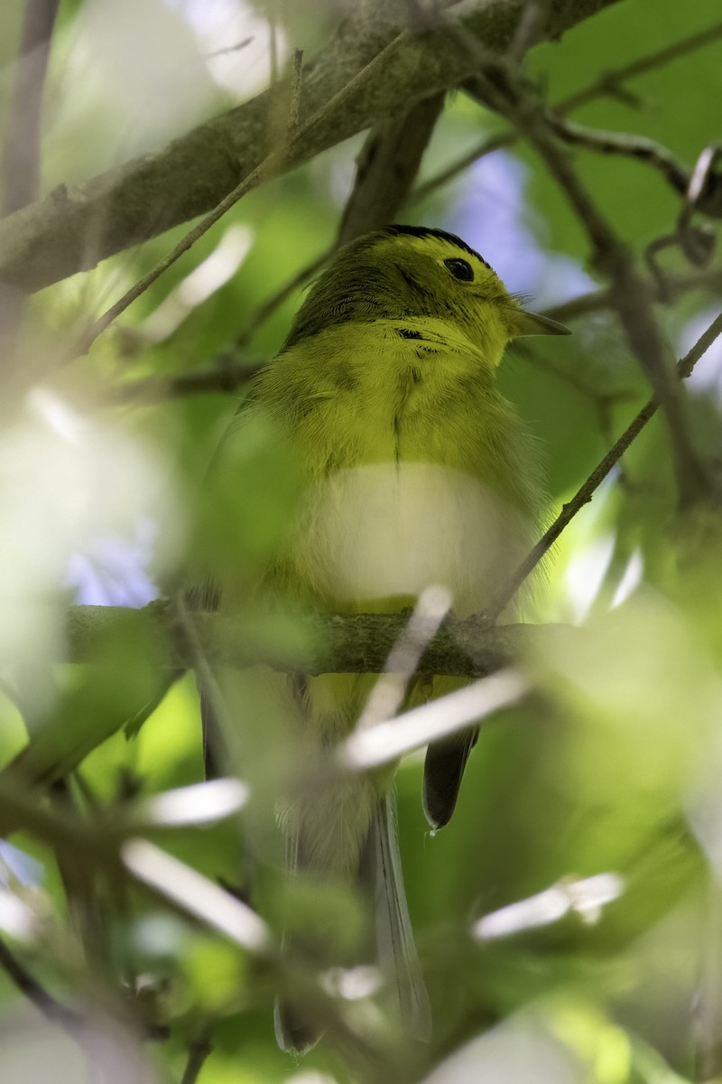 Wilson's Warbler - ML448573991