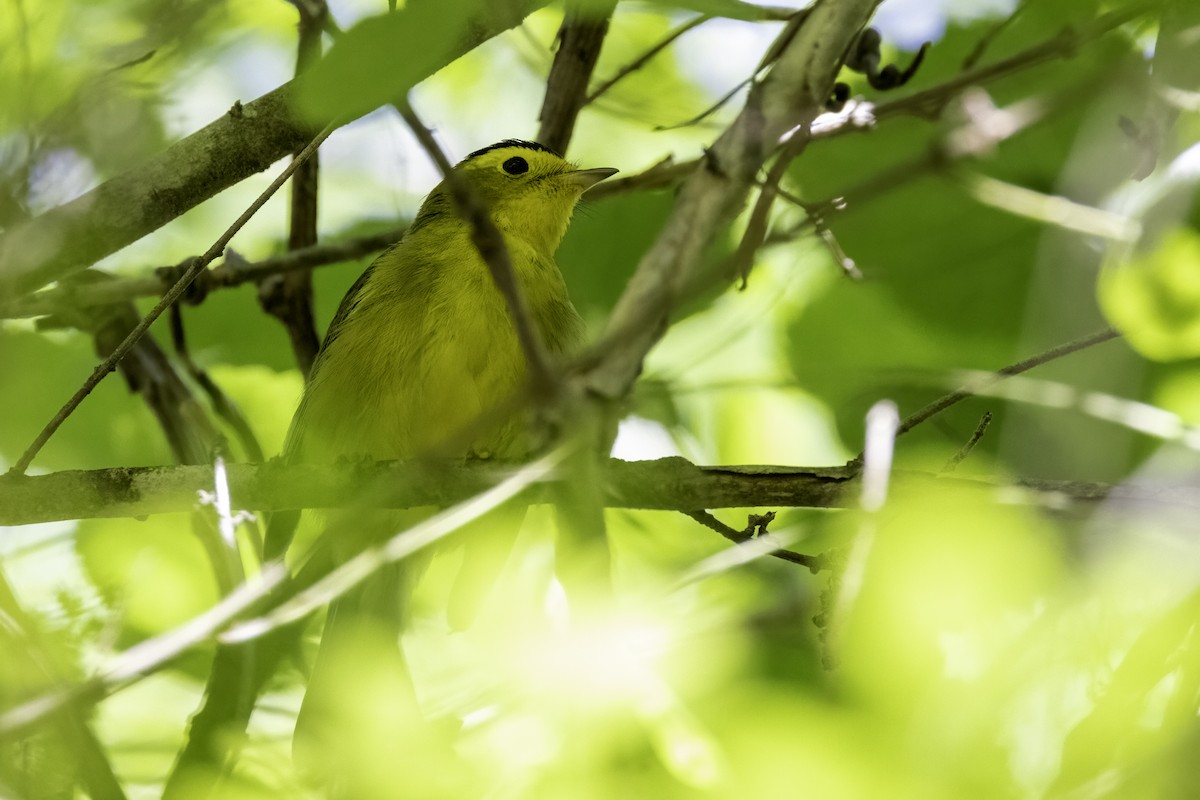Wilson's Warbler - ML448574211