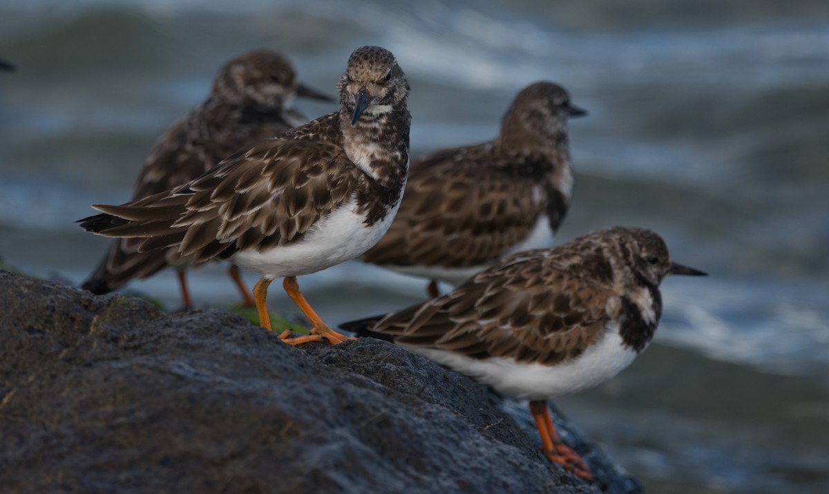 Ruddy Turnstone - ML448574711