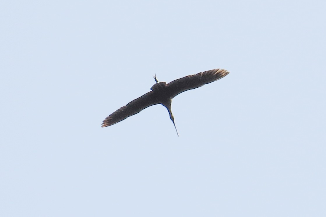 Glossy Ibis - ML44857481