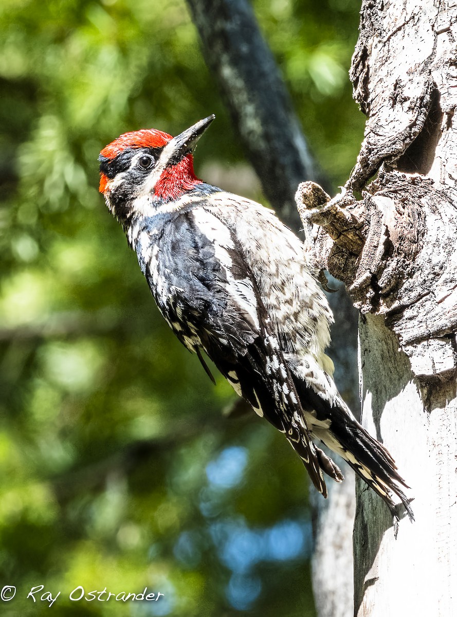Red-naped Sapsucker - ML448575411