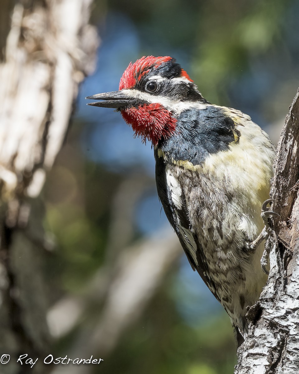 Red-naped Sapsucker - ML448575491