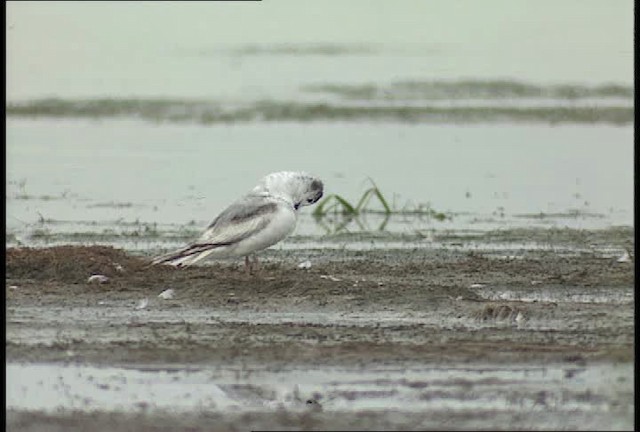 Bonaparte's Gull - ML448576