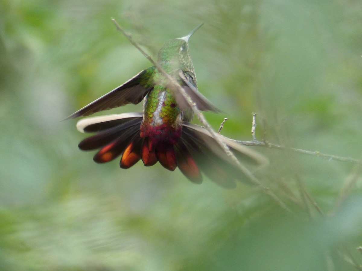 Red-tailed Comet - ML448578131