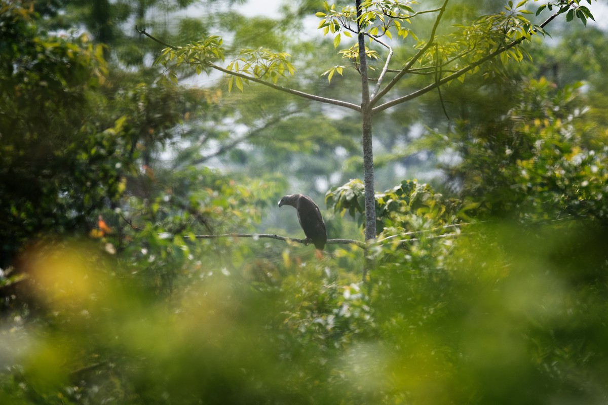 Gray-headed Fish-Eagle - Charles Thomas