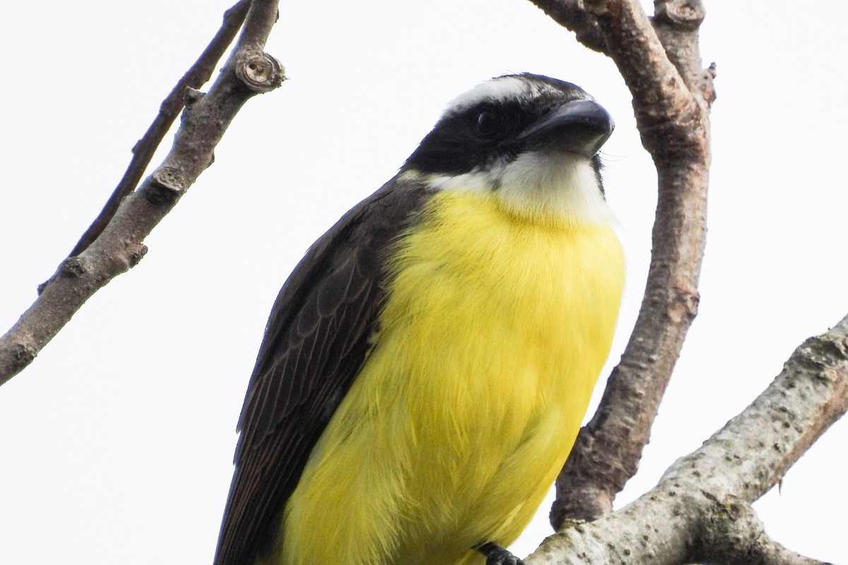 Boat-billed Flycatcher - ML448580751