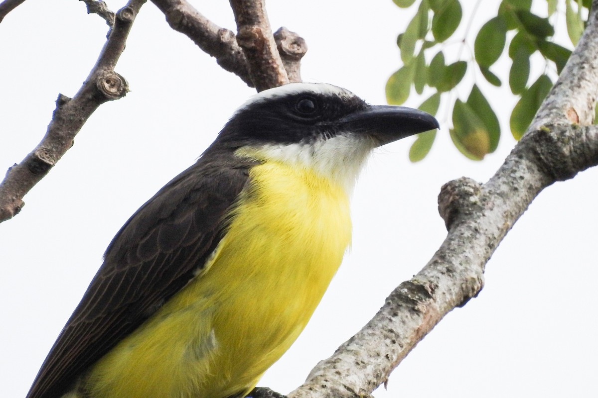 Boat-billed Flycatcher - ML448580761