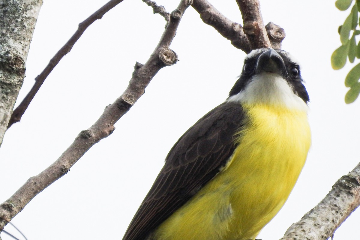 Boat-billed Flycatcher - ML448580781