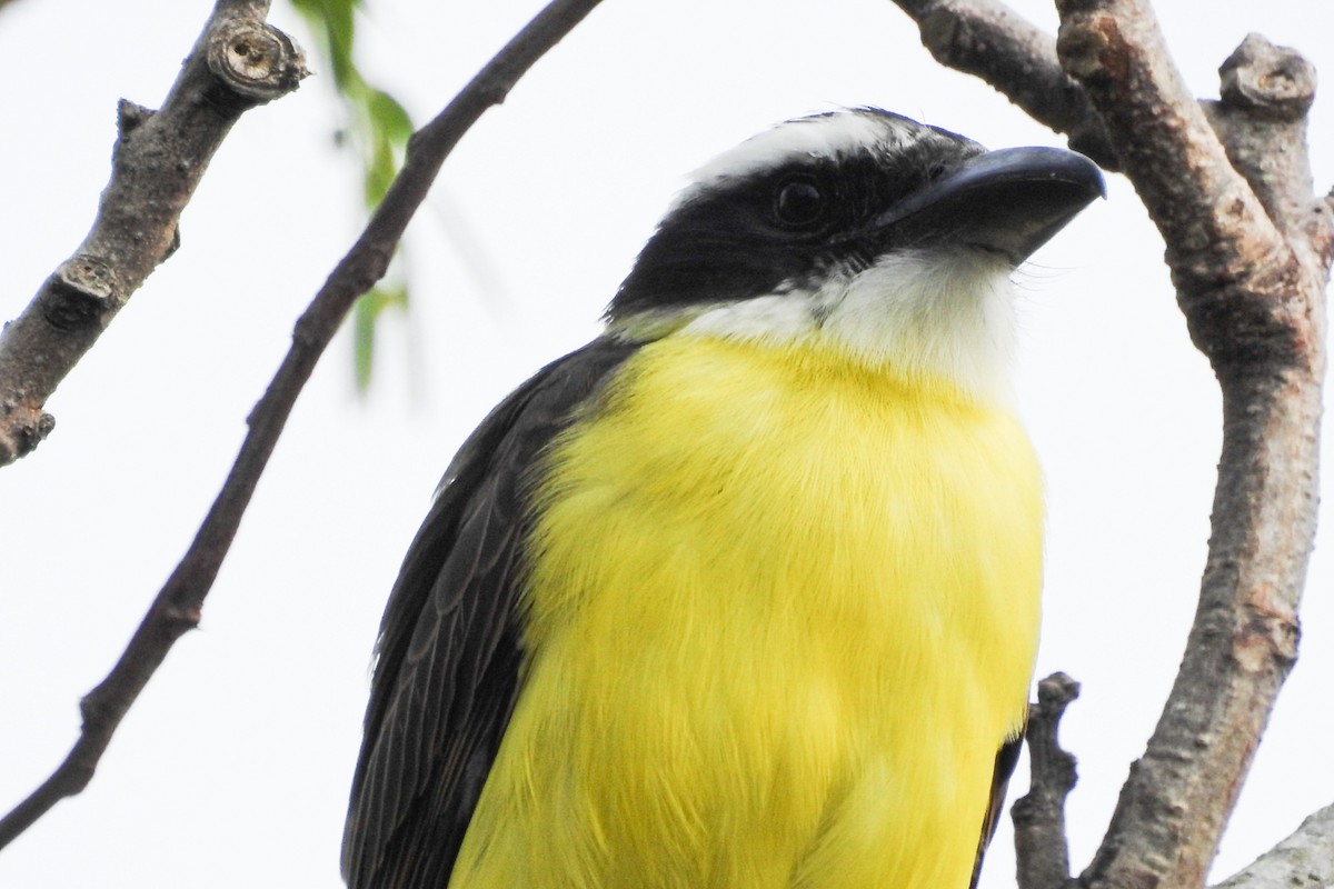 Boat-billed Flycatcher - ML448580791