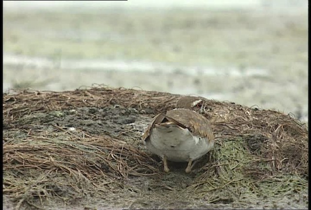 Killdeer - ML448581