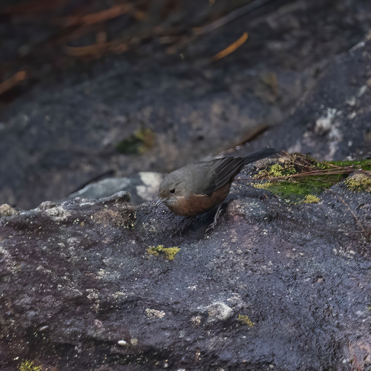 Origma des rochers - ML448581251