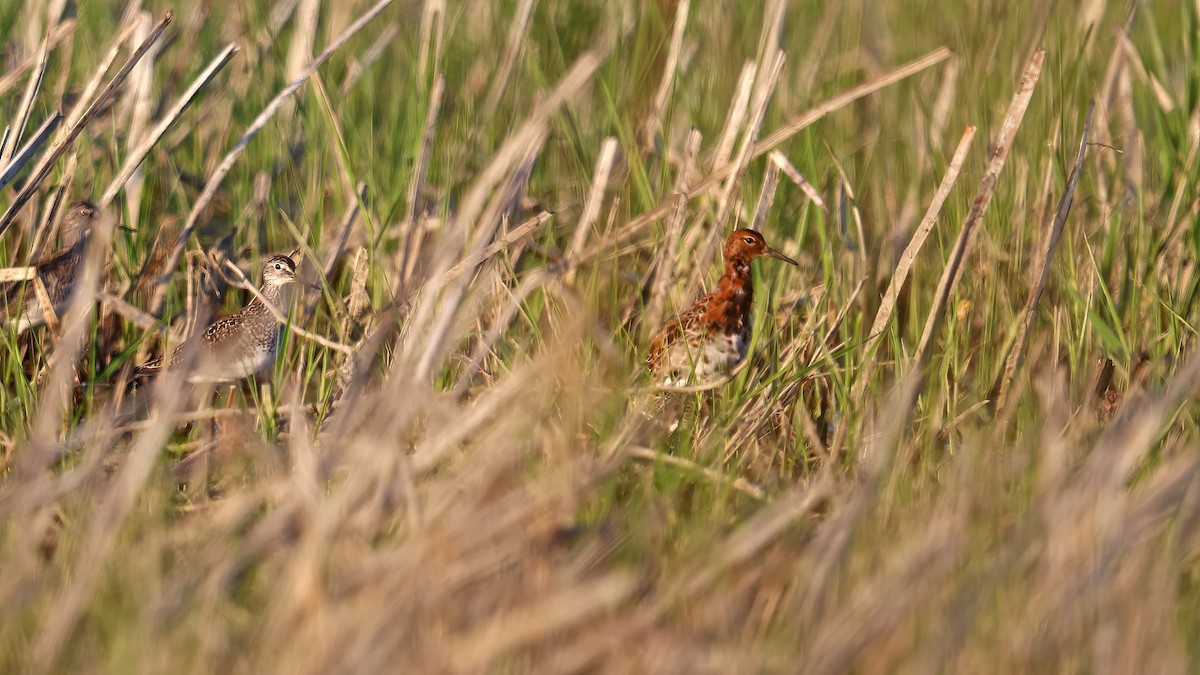 Kampfläufer - ML448581981