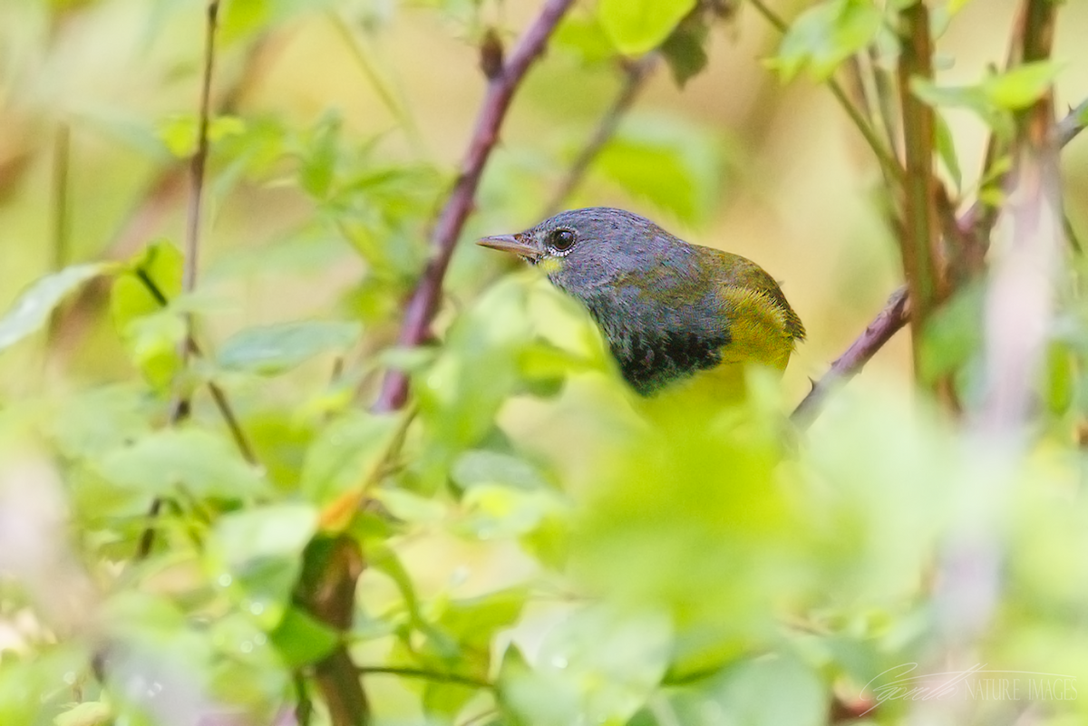 Mourning Warbler - Chris Caprette