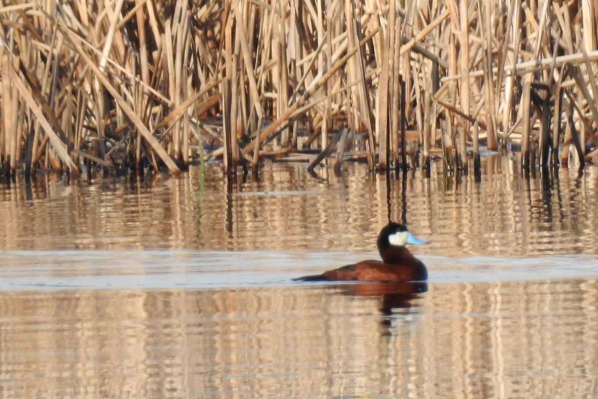 Ruddy Duck - ML448583901