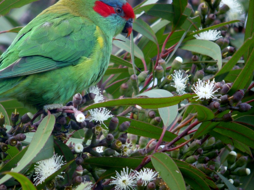 Musk Lorikeet - ML44858461