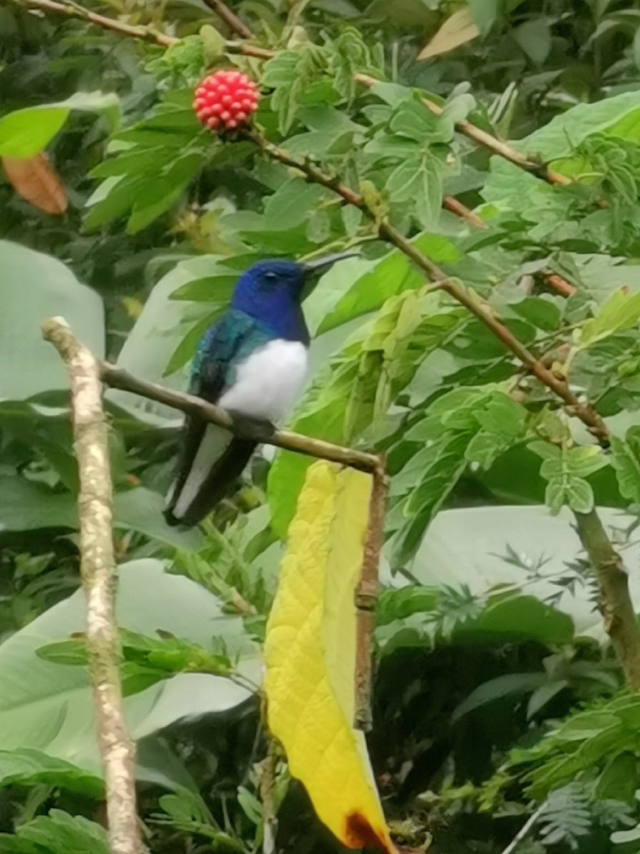 シロエリハチドリ - ML448586031