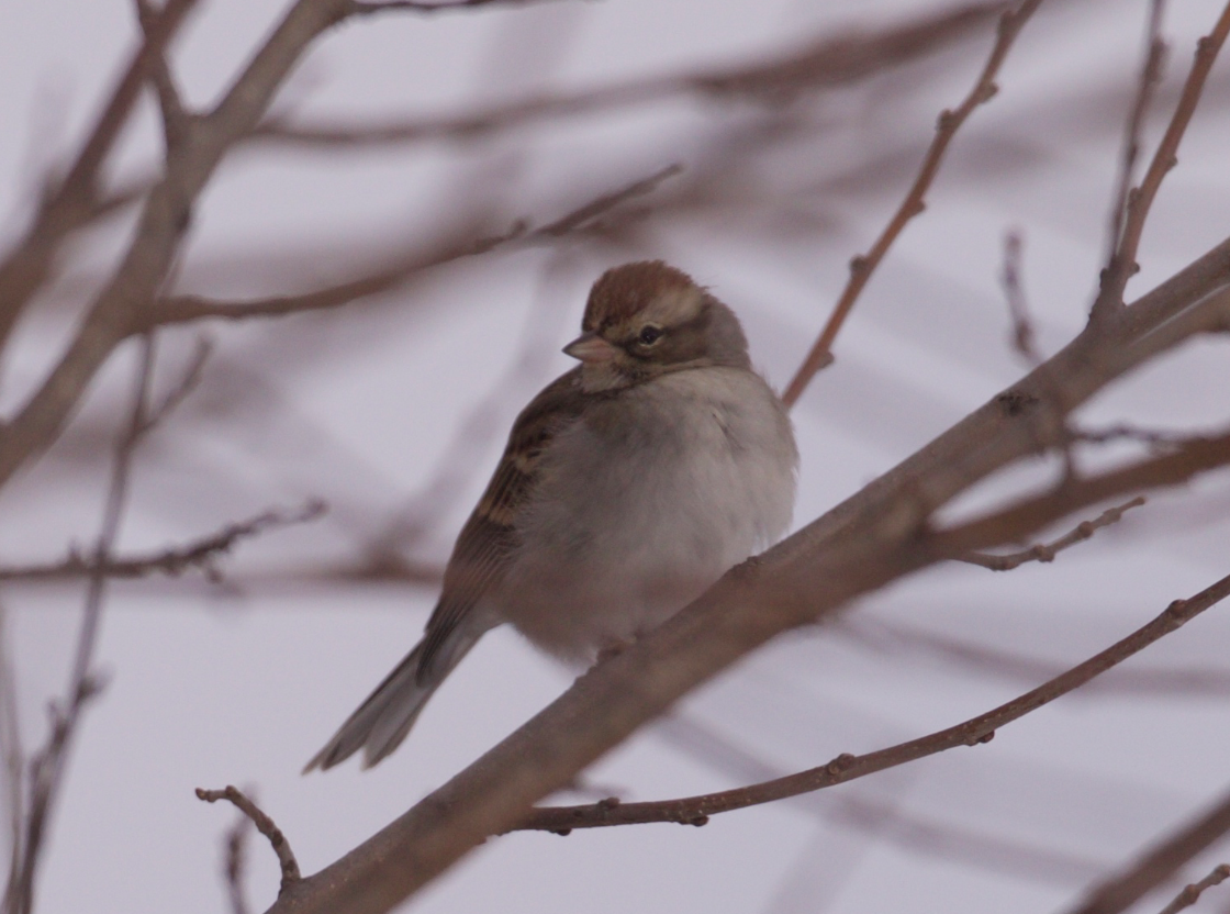 Chipping Sparrow - Stefan Minnig