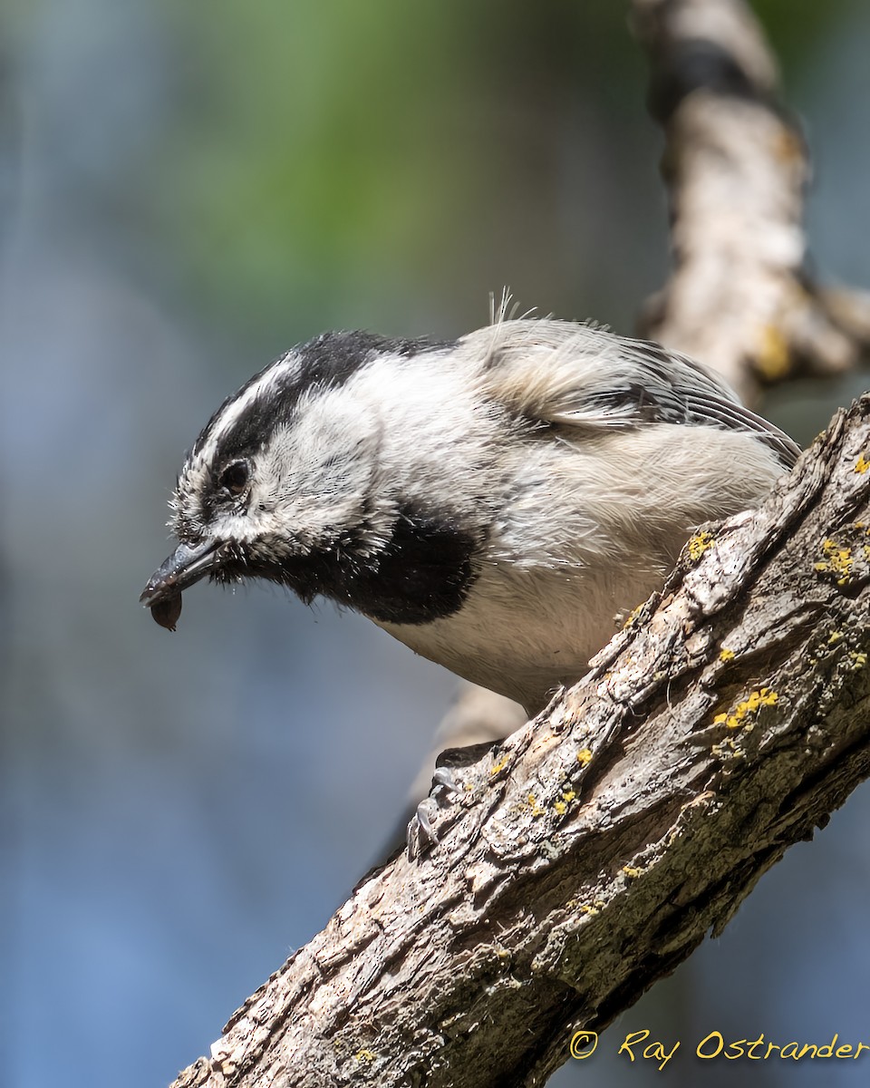 Mountain Chickadee - ML448586281