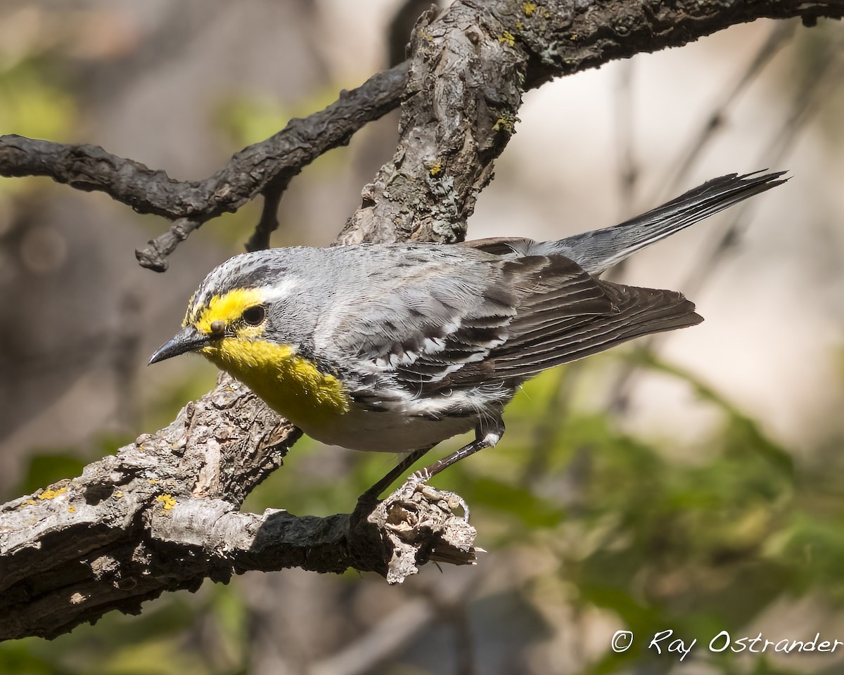 Grace's Warbler - ML448586591
