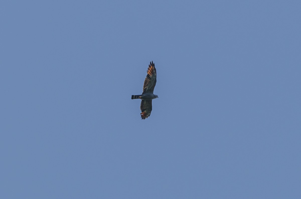 Plumbeous Kite - ML448587281