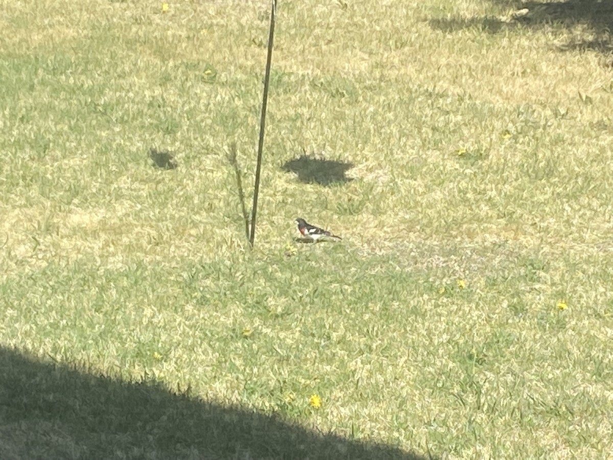 Rose-breasted Grosbeak - ML448587481