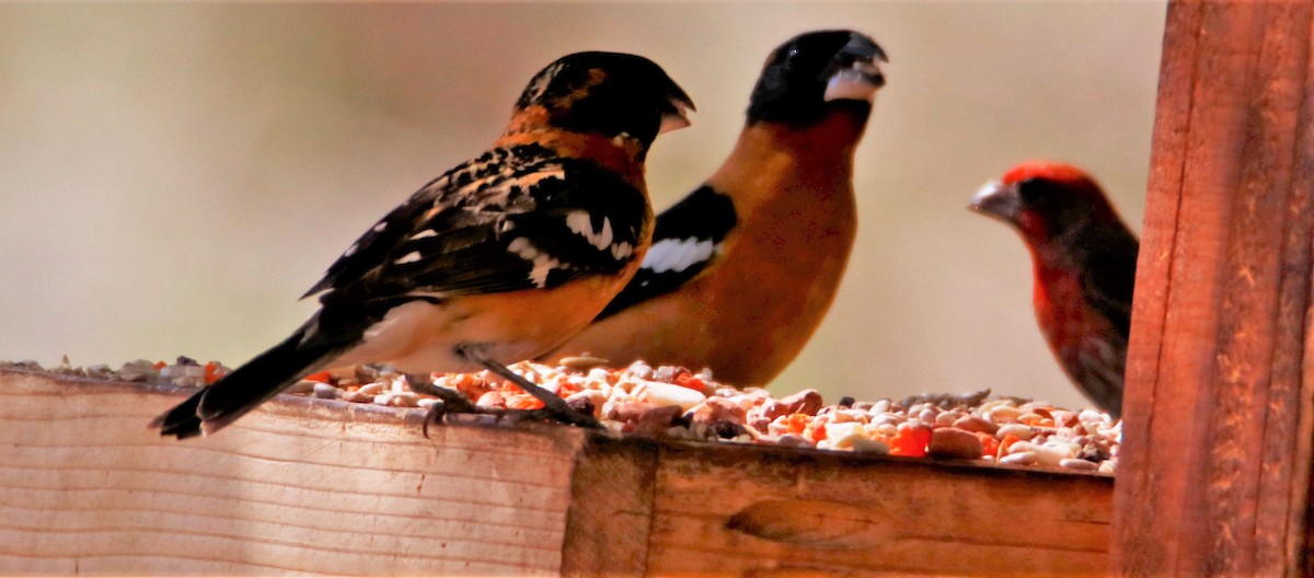 Black-headed Grosbeak - ML448588101