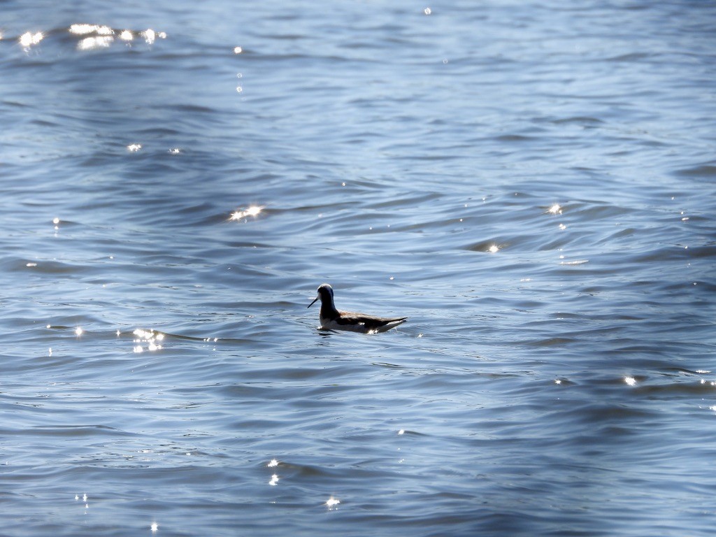 Wilson's Phalarope - ML448588291