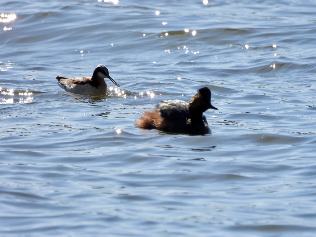 Wilson's Phalarope - ML448588951