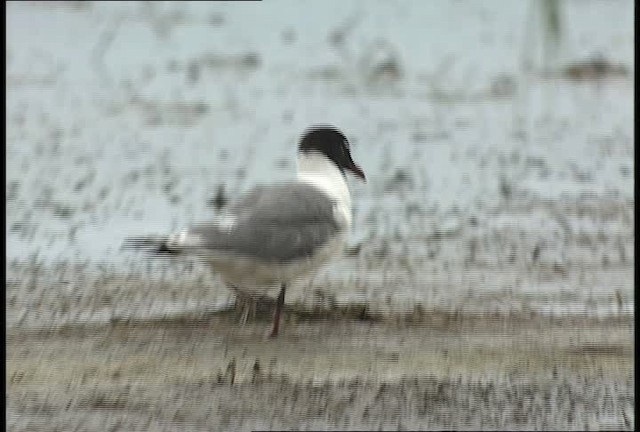 Mouette de Franklin - ML448591