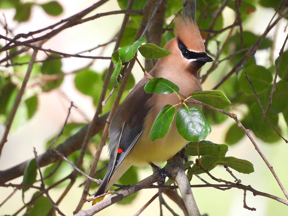 Cedar Waxwing - ML448591361