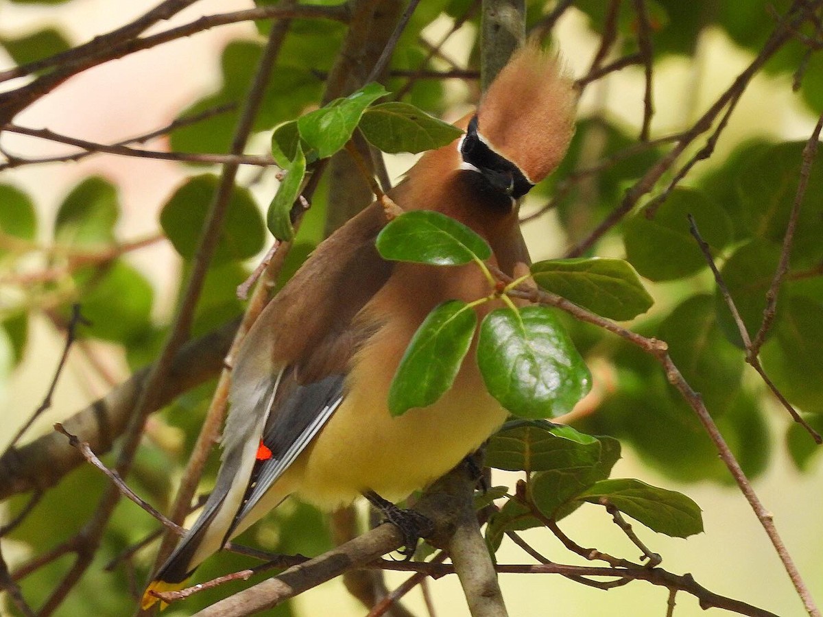 Cedar Waxwing - ML448591381