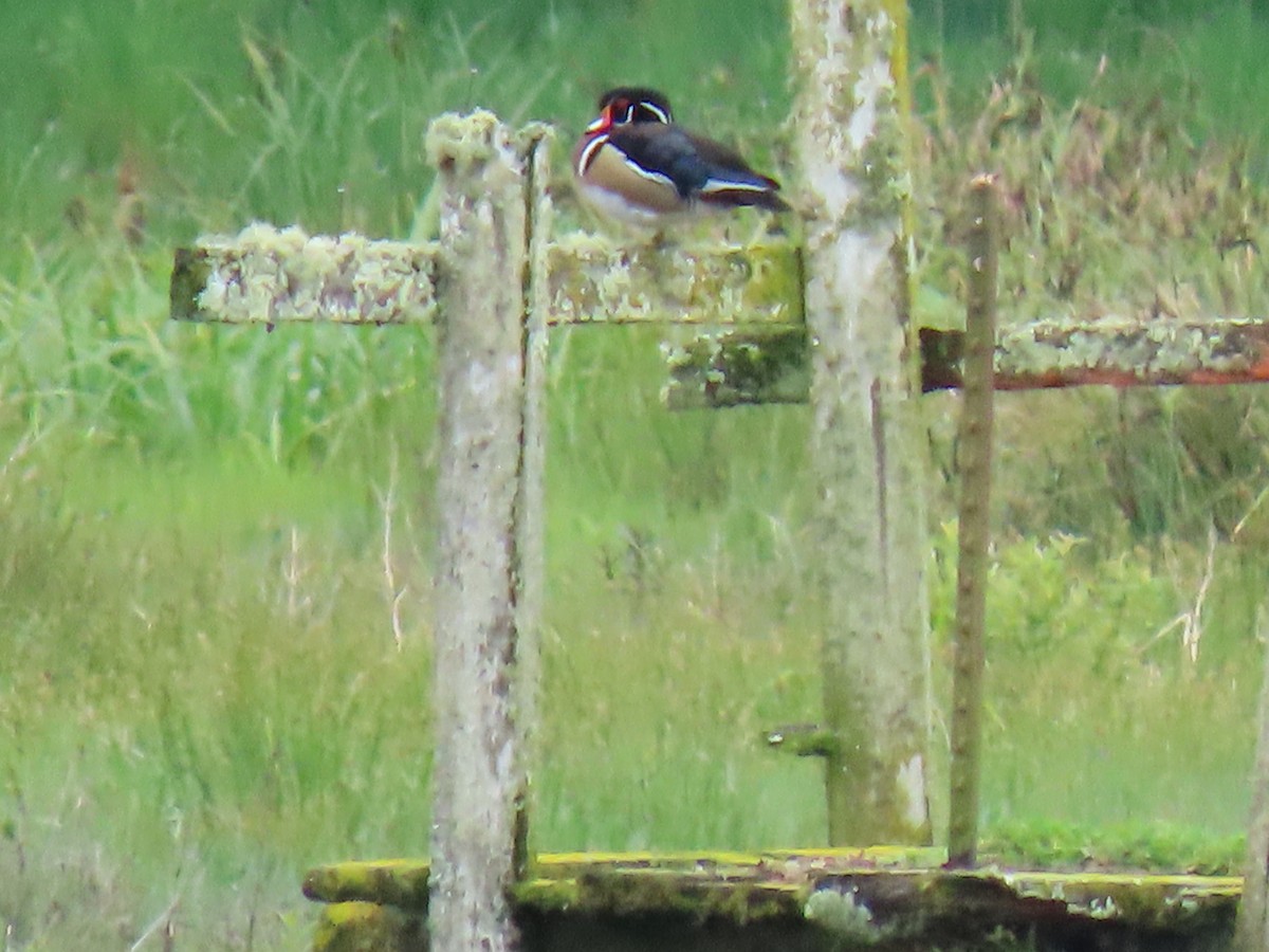 Wood Duck - ML448591481