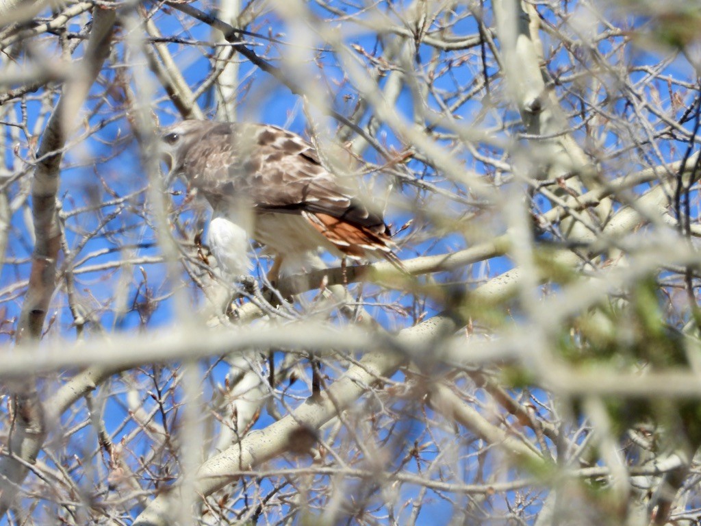 Red-tailed Hawk - ML448591671